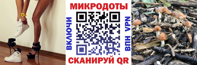 Галлюциногенные грибы Psilocybe  Купить  Гаврилов Посад 